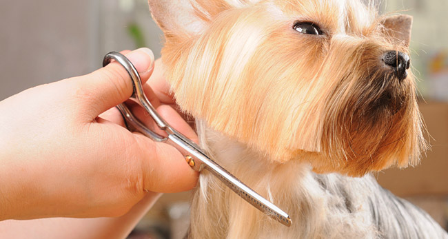 Dog Groomers