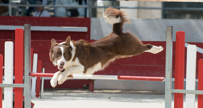 Dog Training & Play Centres