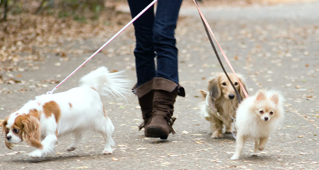 Dog Walkers